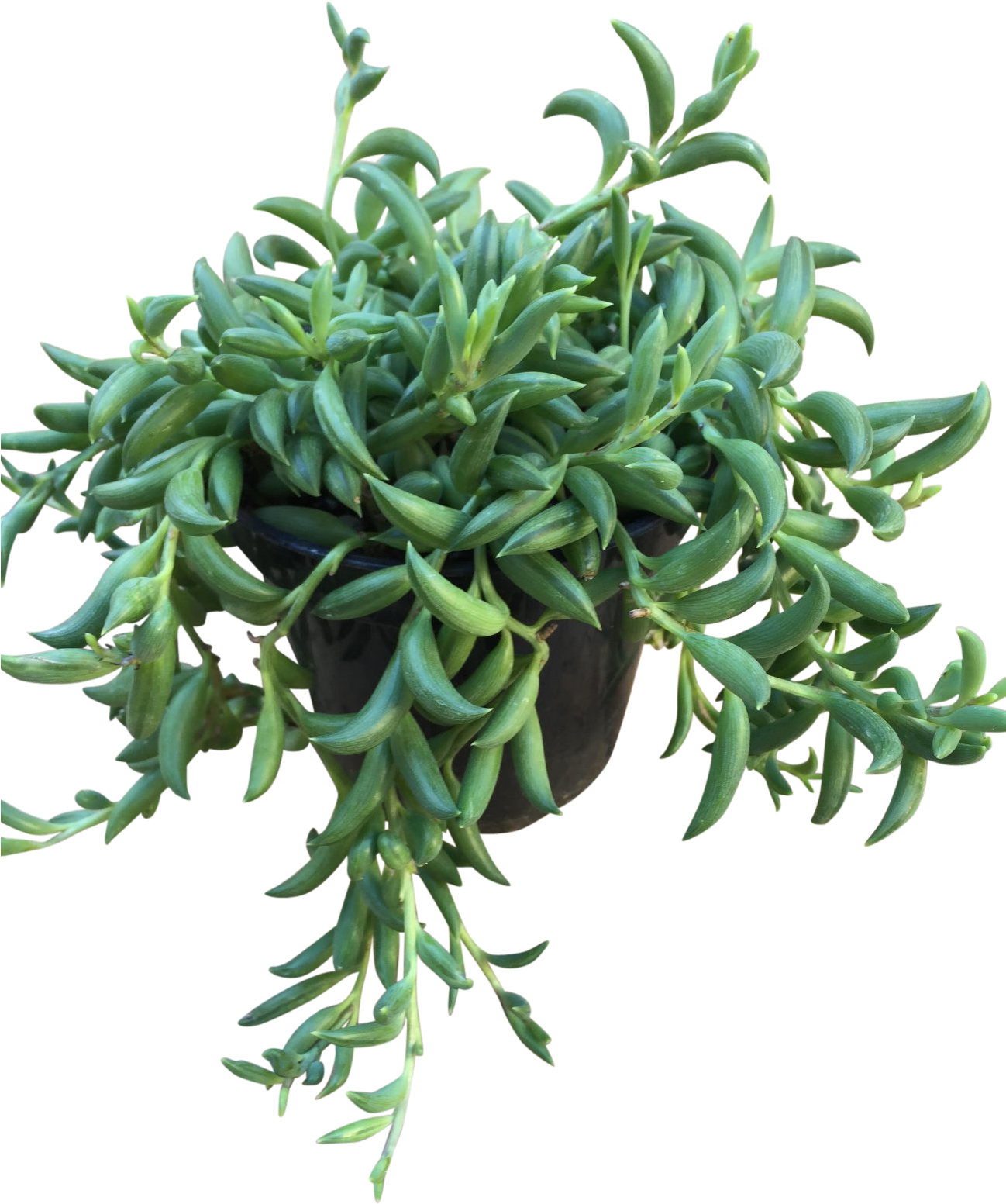 Hanging Green Succulent Plant PNG image