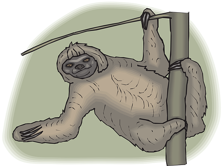 Hanging Sloth Cartoon Illustration PNG image