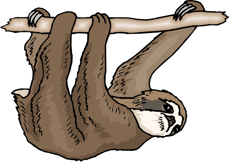 Hanging Sloth Cartoon Illustration PNG image