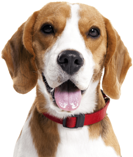 Happy Beagle Portrait PNG image