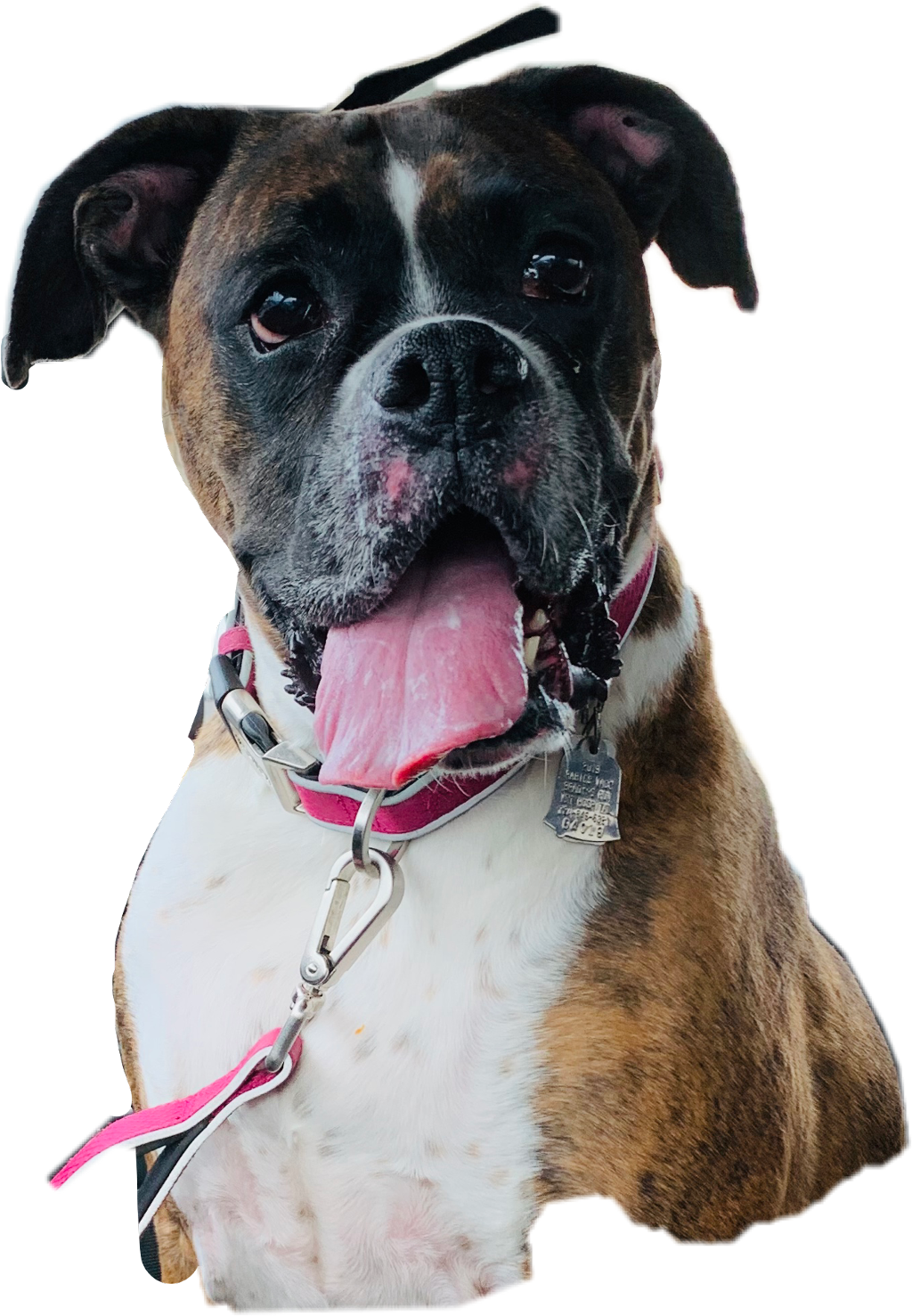 Happy Boxer Dog Portrait PNG image