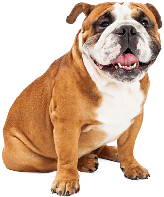 Happy Bulldog Sitting Transparent Background.png PNG image