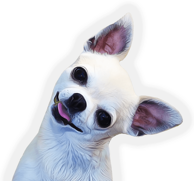 Happy Chihuahua Portrait PNG image
