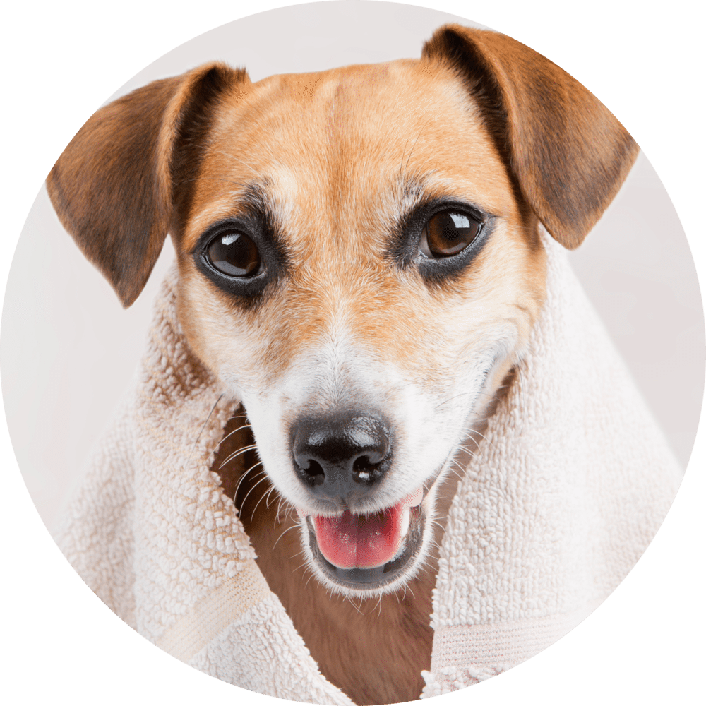 Happy Dog After Bath PNG image