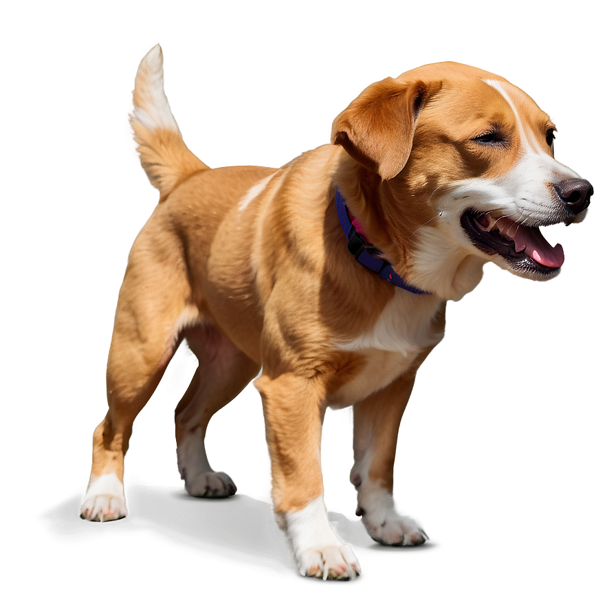 Happy Dog Png Wsb9 PNG image