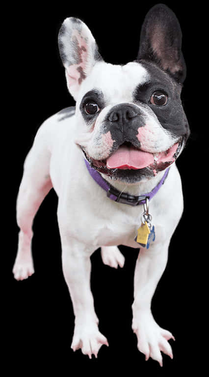 Happy French Bulldog Standing PNG image