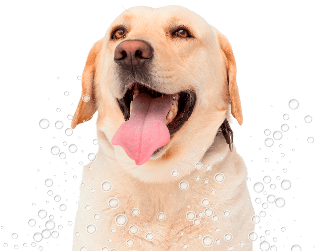 Happy Labrador Bubbles Fun PNG image