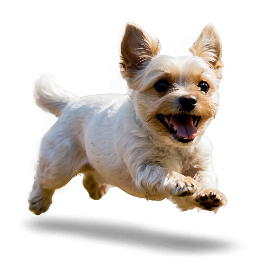 Happy Small Dog Jumping Png 06252024 PNG image