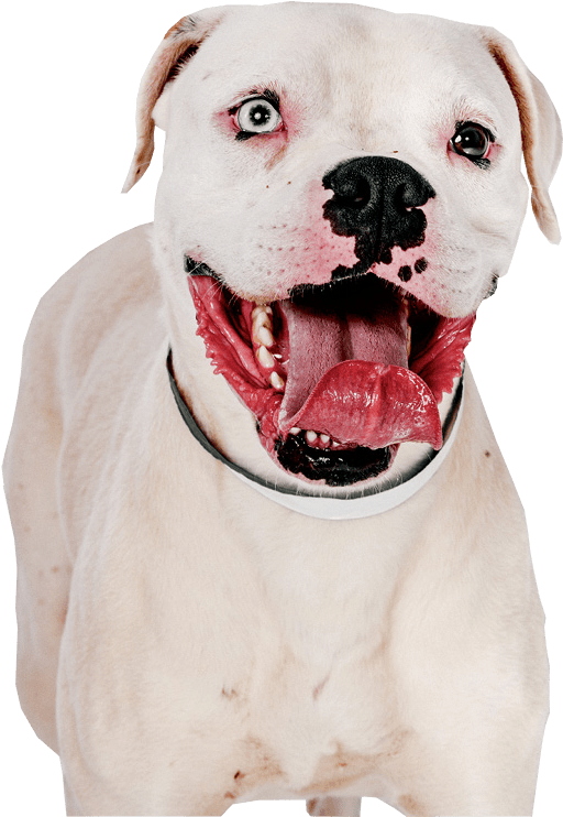 Happy White Dog With Black Nose PNG image