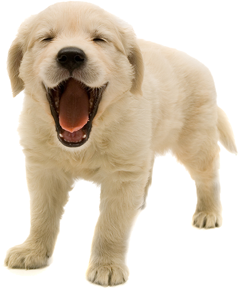 Happy Yawning Puppy PNG image