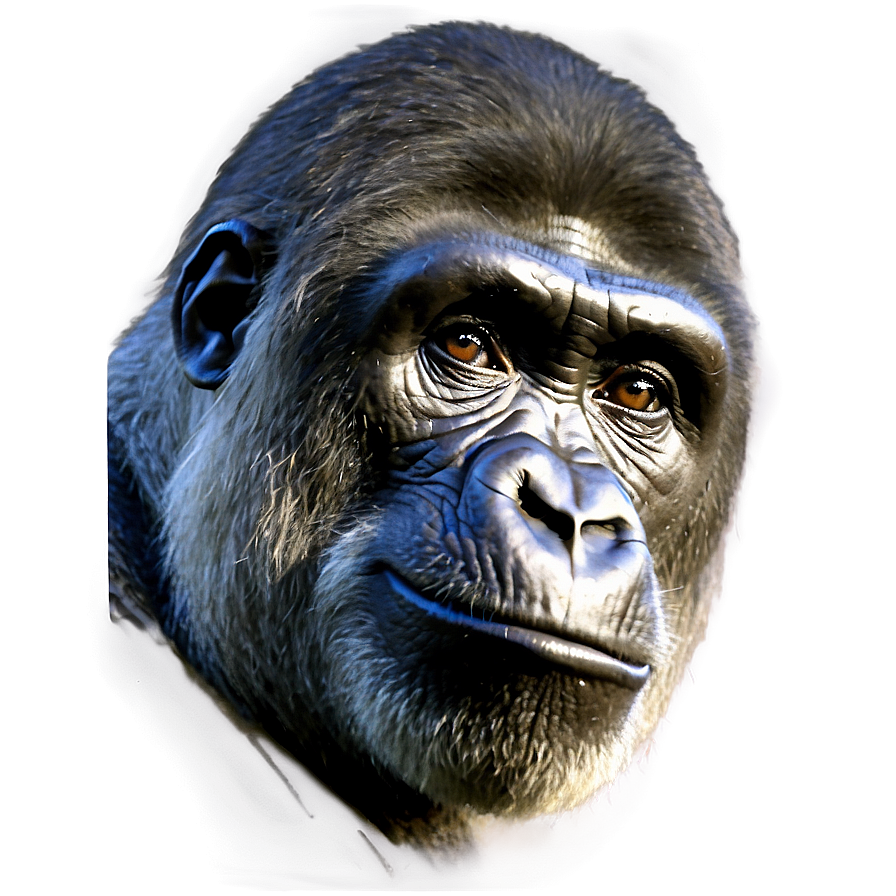 Harambe C PNG image