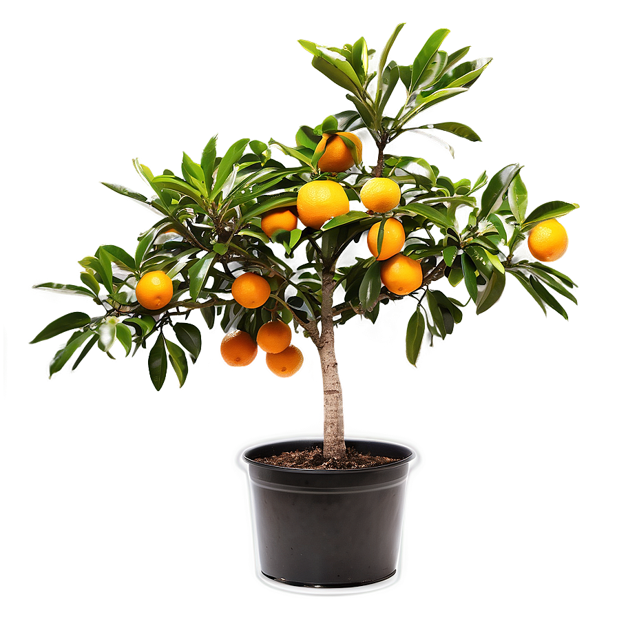 Harvest Ready Orange Tree Png 06132024 PNG image