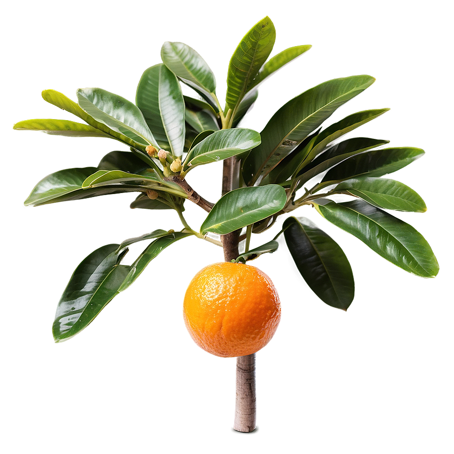 Harvest Ready Orange Tree Png Ine19 PNG image