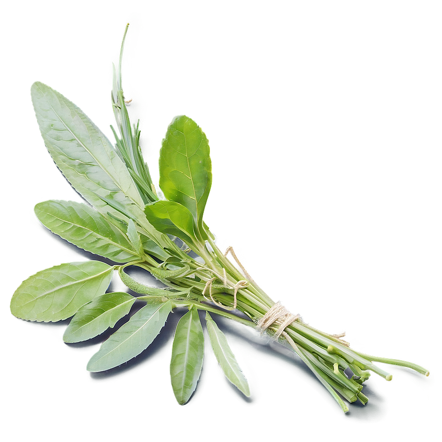 Harvested Herb Png Wwj PNG image