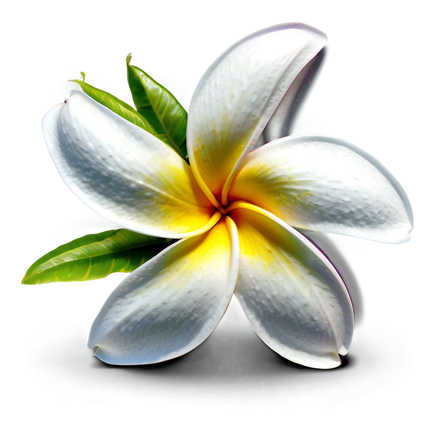 Hawaiian Plumeria Png 06272024 PNG image