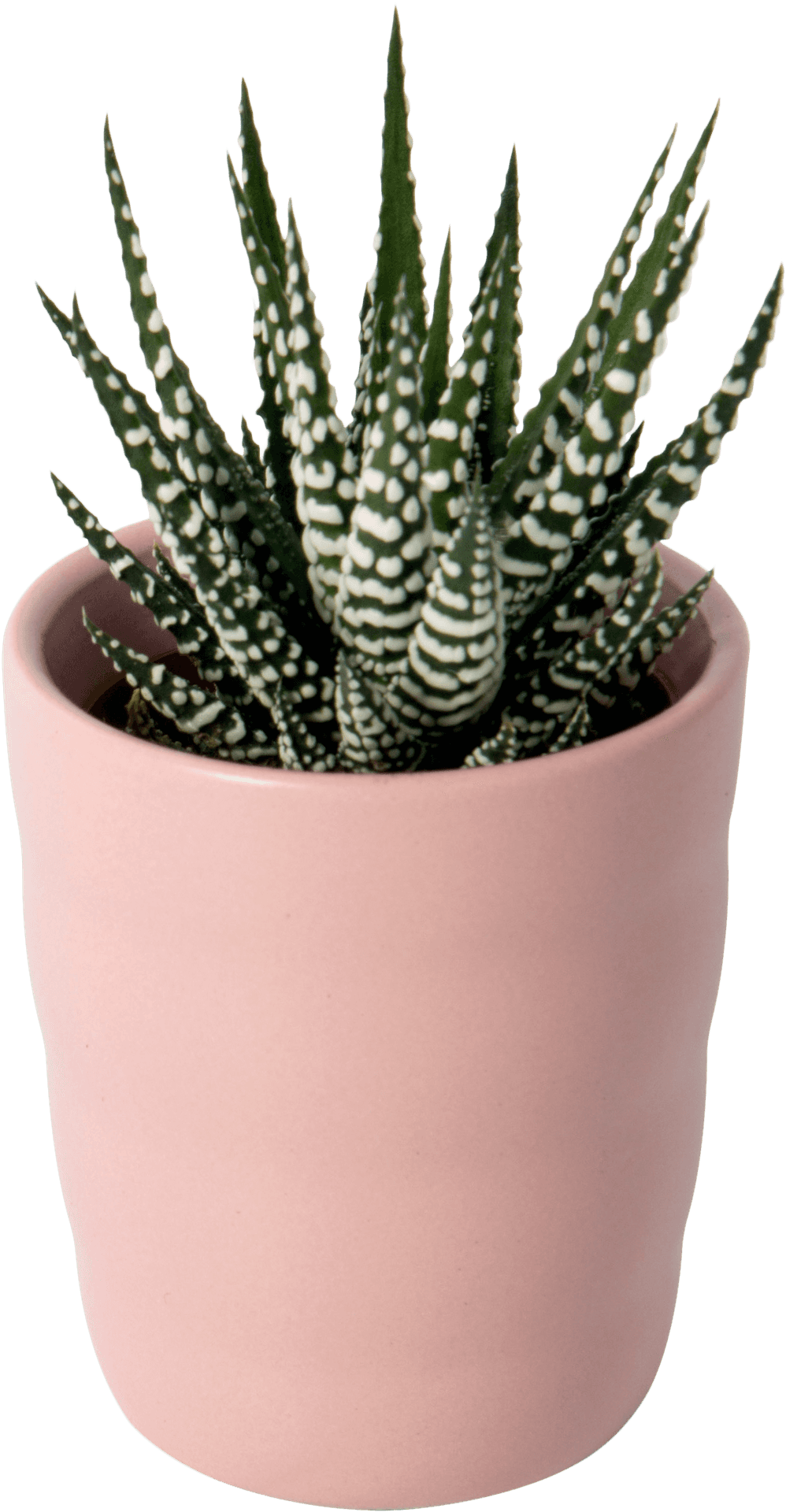 Haworthia Fasciata Zebra Plant Pink Pot PNG image