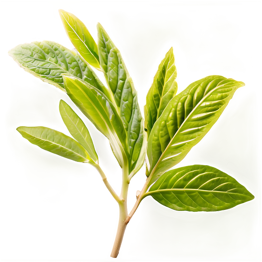 Healing Herb Png 06272024 PNG image