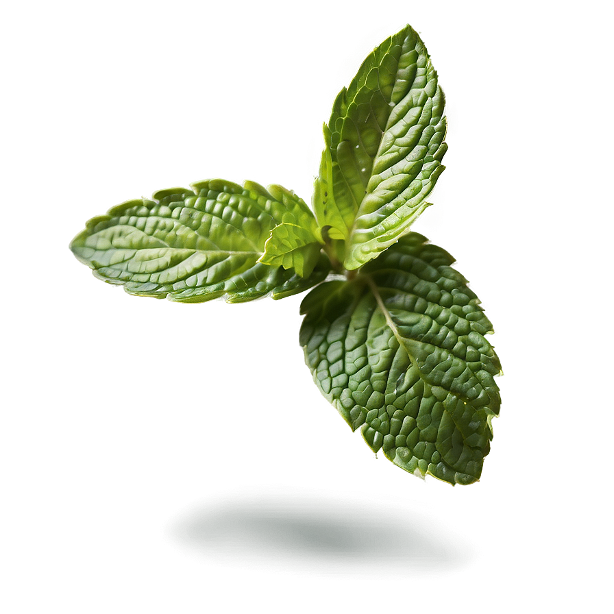 Healthy Mint Leaves Png Vxy45 PNG image