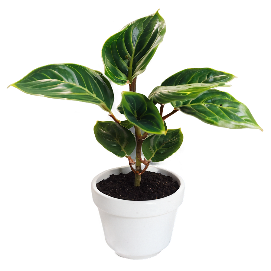 Healthy Small Plant Png 47 PNG image