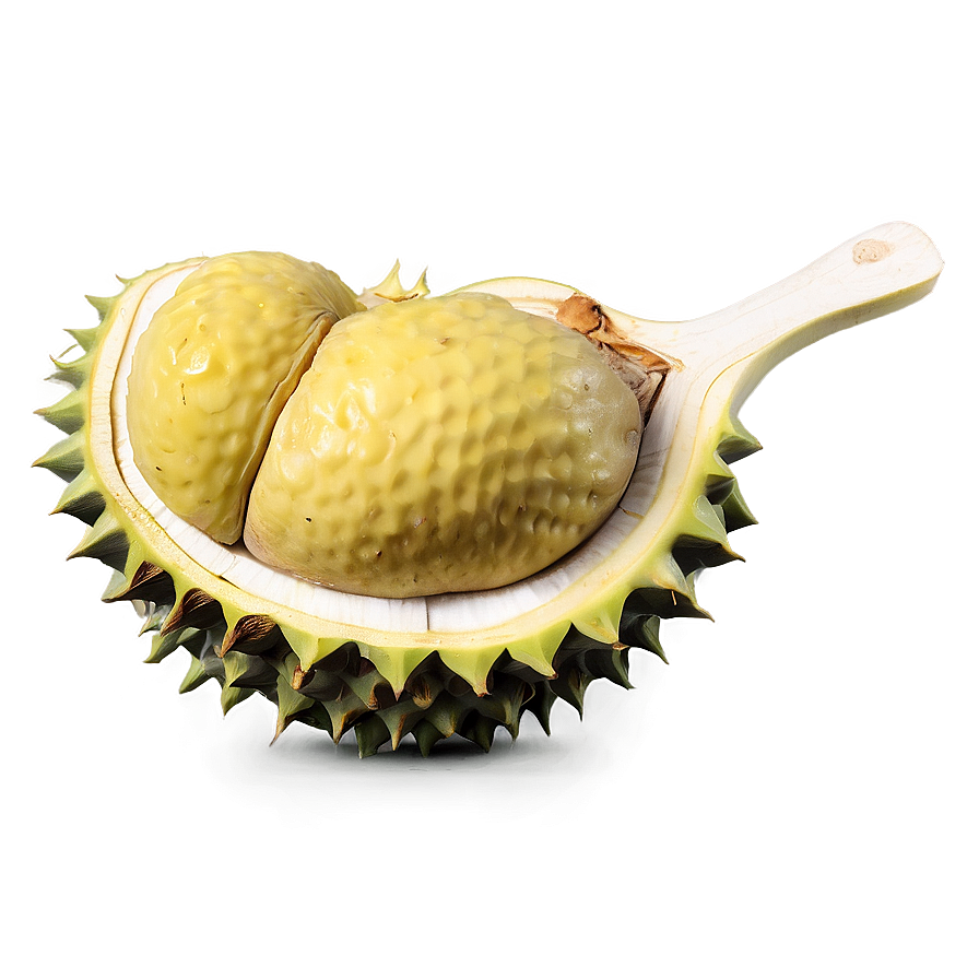 Hearty Durian Png 95 PNG image