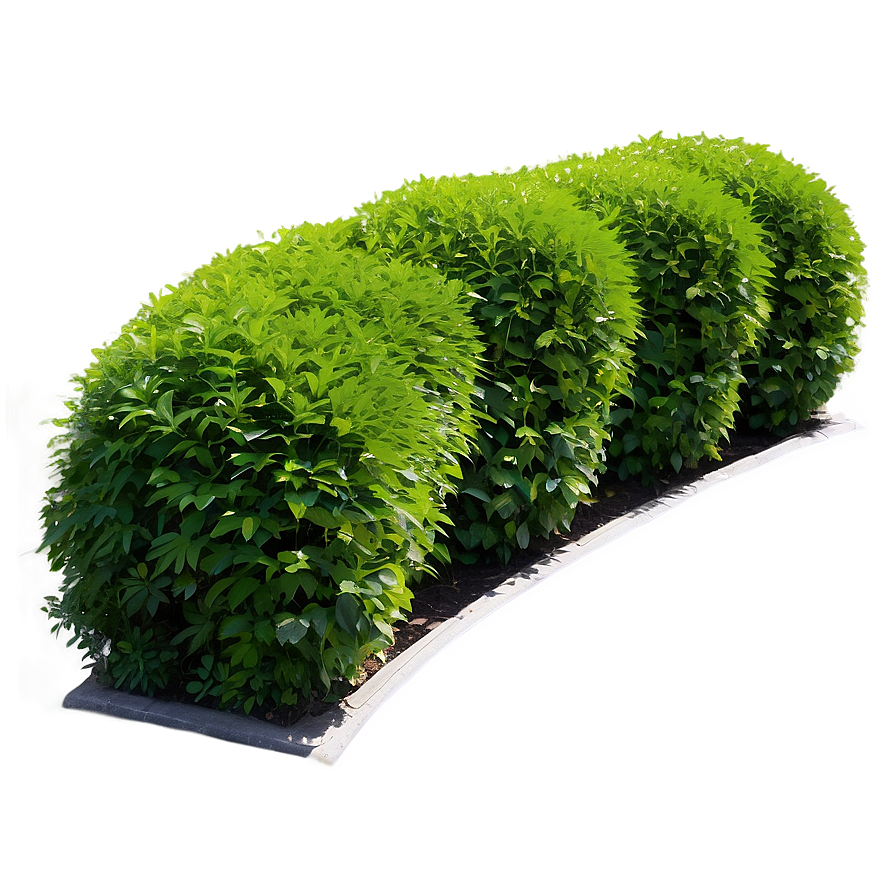 Hedge Shrubs Png 06122024 PNG image