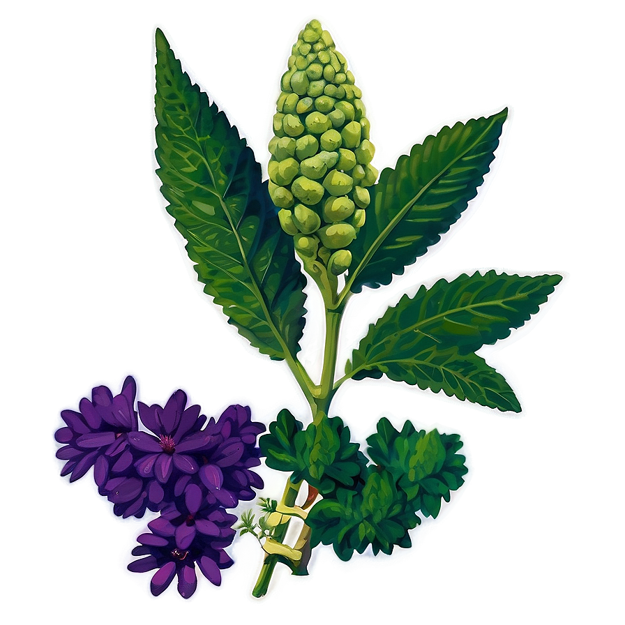 Herb For Health Png 06272024 PNG image