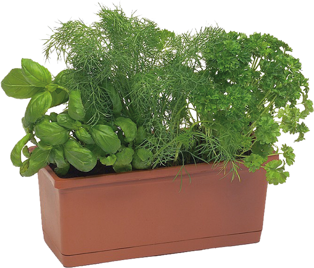 Herb Gardenin Rectangular Planter PNG image
