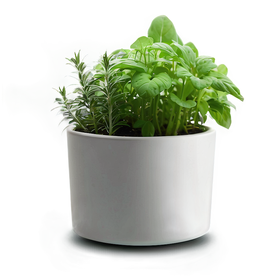 Herb In Pot Png 06272024 PNG image