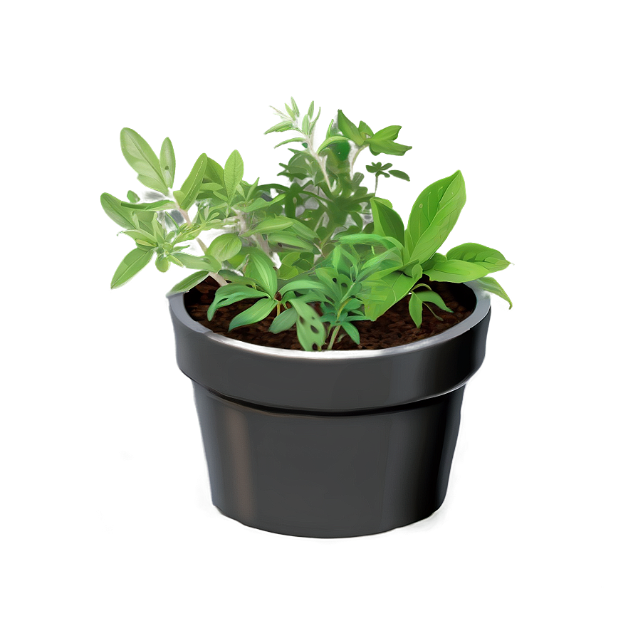 Herb In Pot Png Dmf18 PNG image