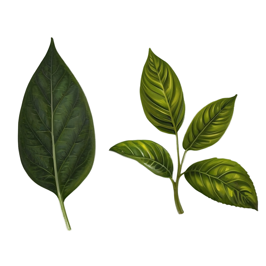 Herbal Leaves Png Kut PNG image