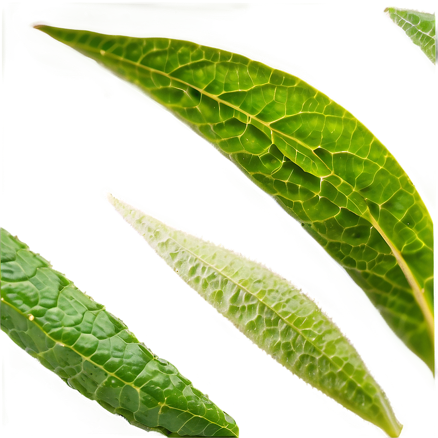 Herbal Tea Leaf Png 33 PNG image