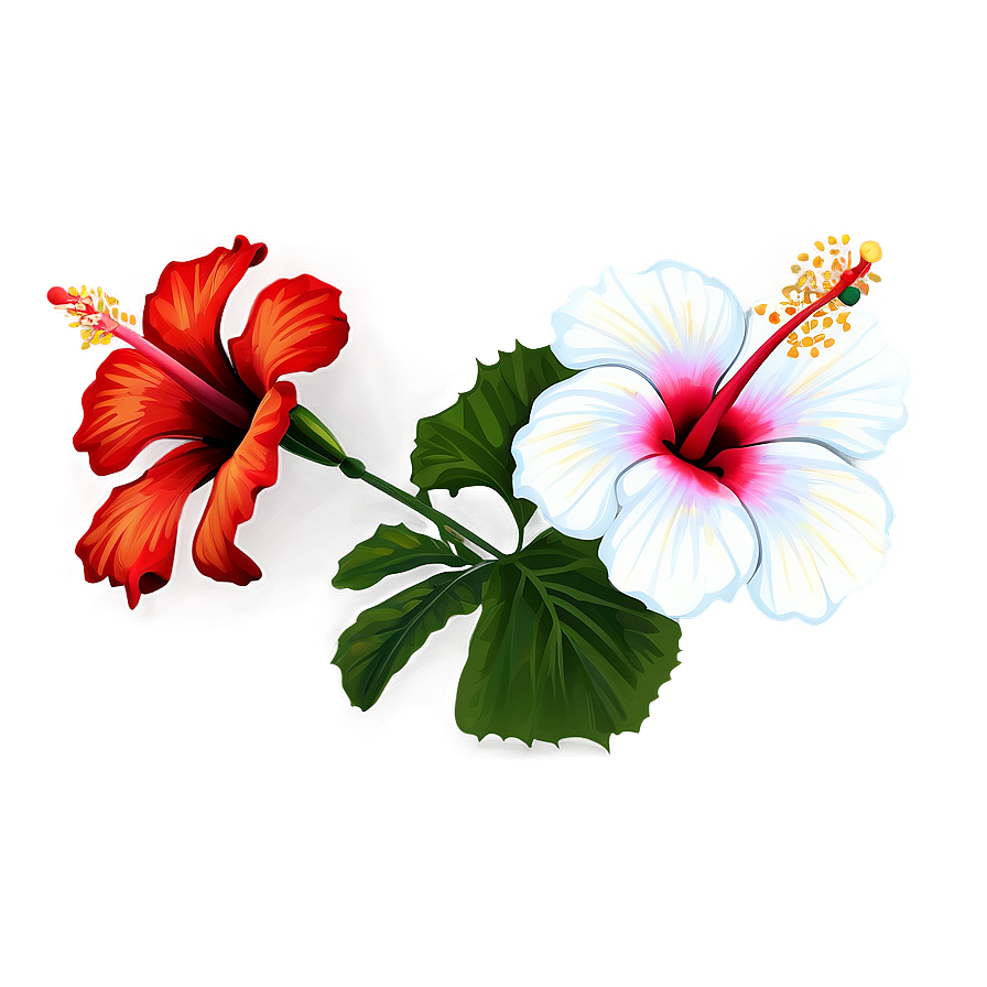 Hibiscus Flower Outline Png 43 PNG image