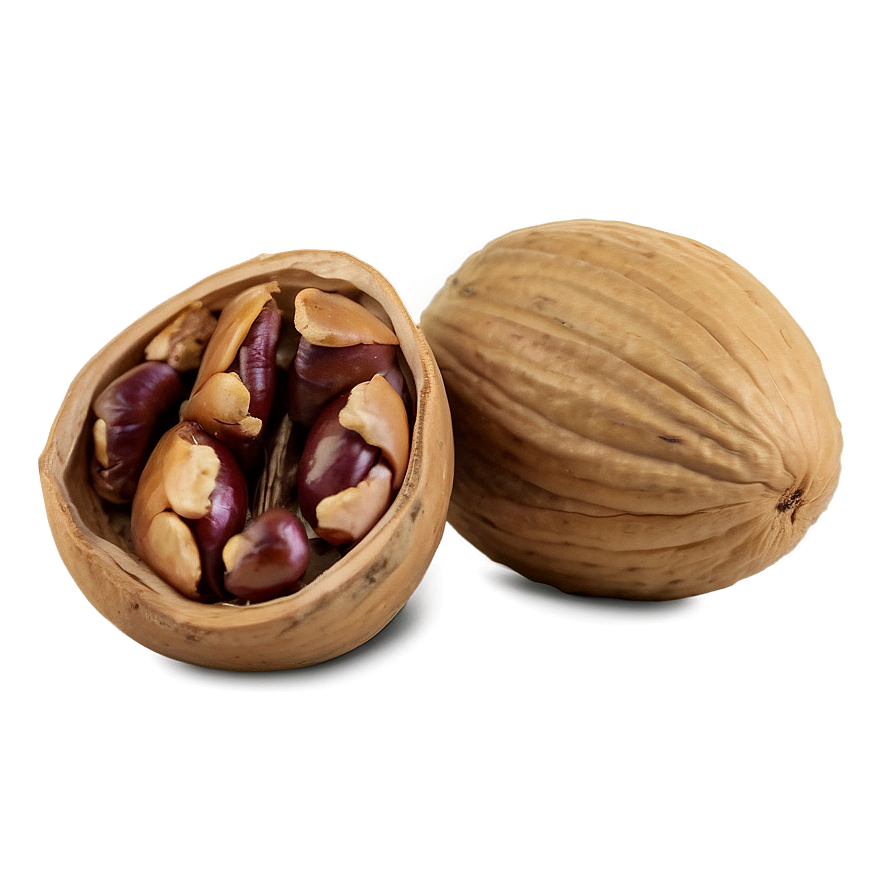 Hickory Nut Png Ixl PNG image