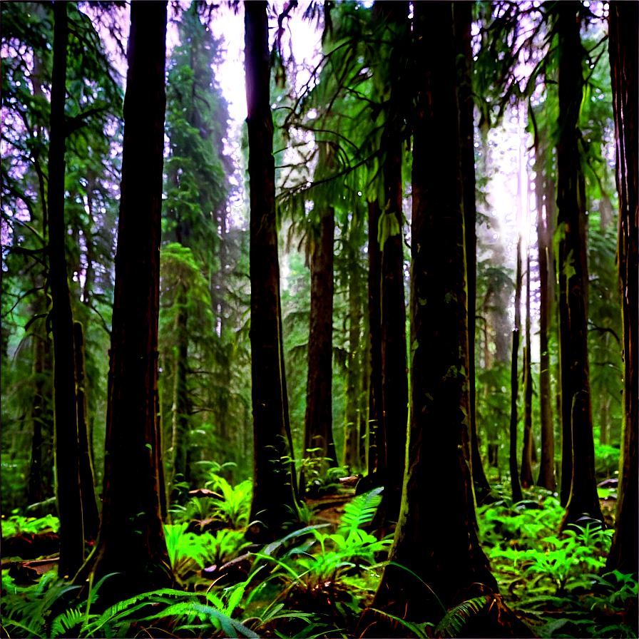 Hidden Opal Creek Forest Png 06292024 PNG image