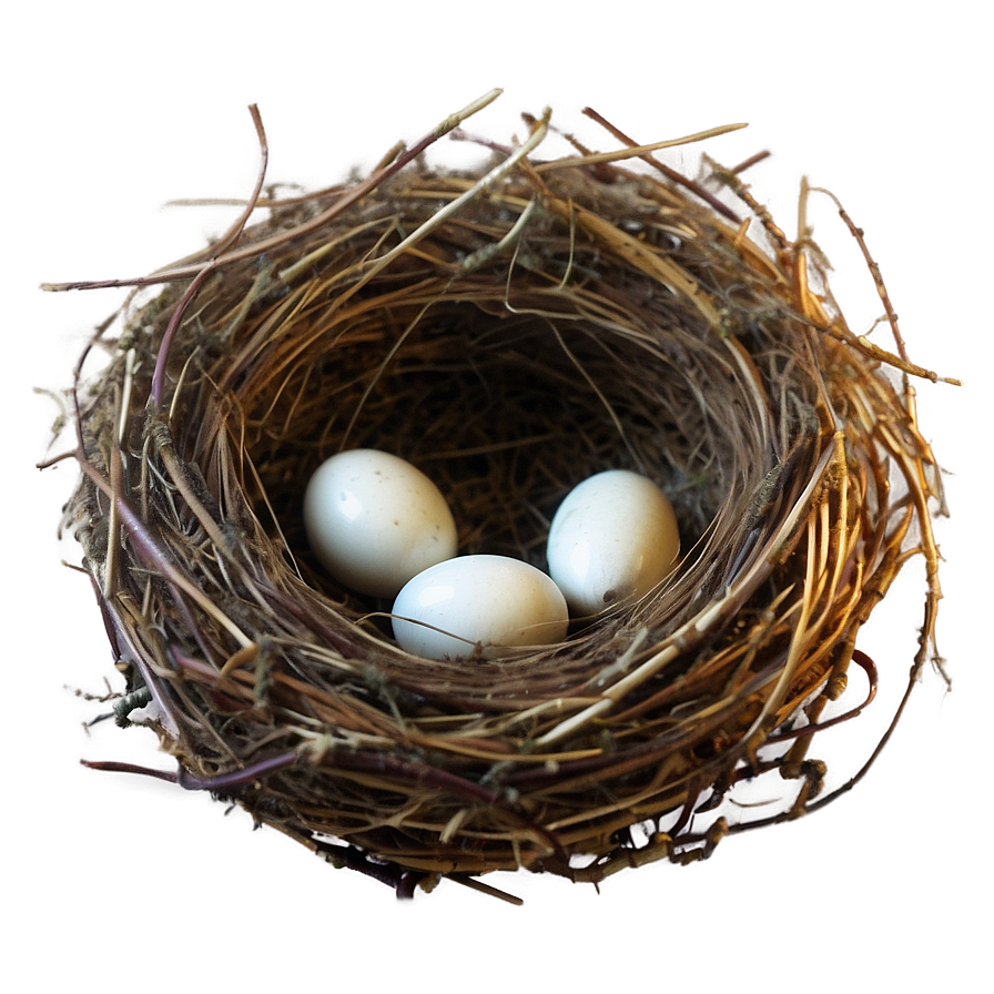 High-quality Nest Image Png Wjx62 PNG image
