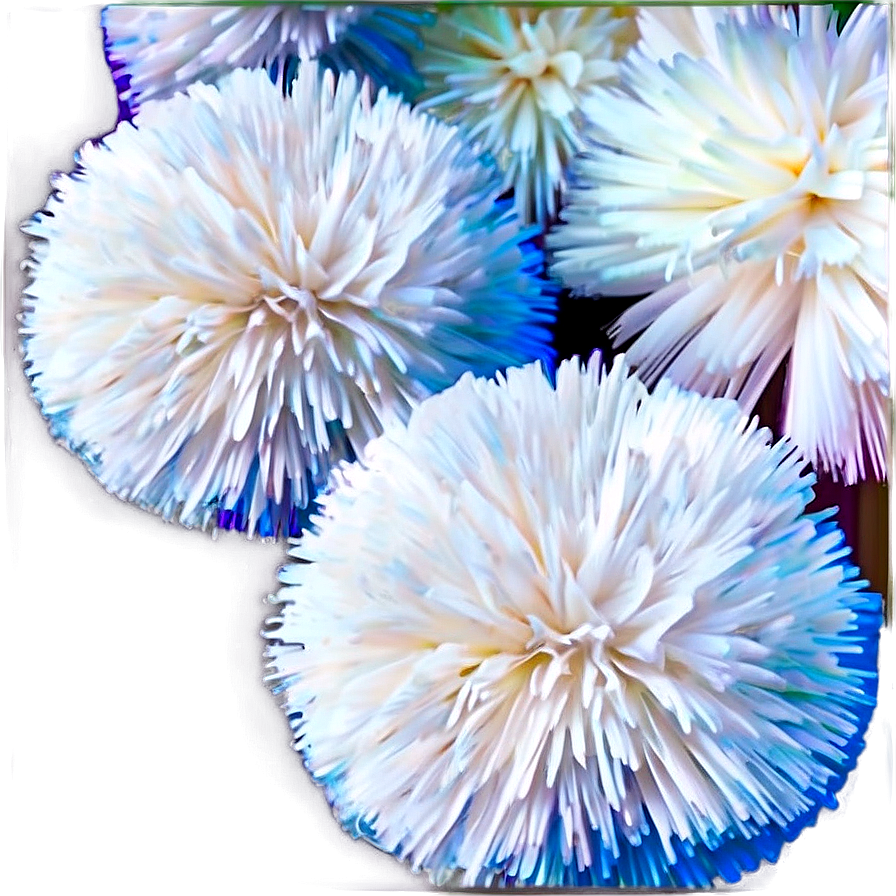 High Quality Pom Poms Png 06132024 PNG image