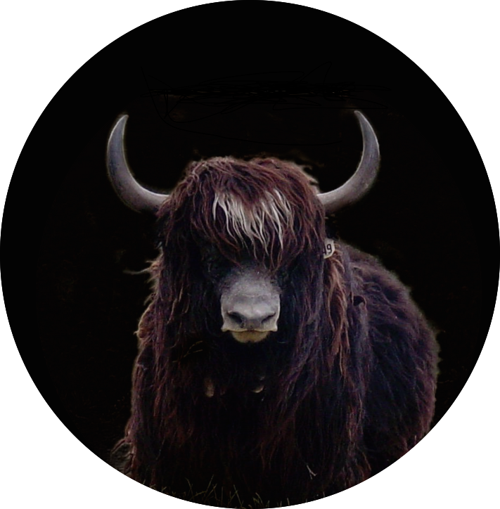 Highland Cowwith Horns PNG image