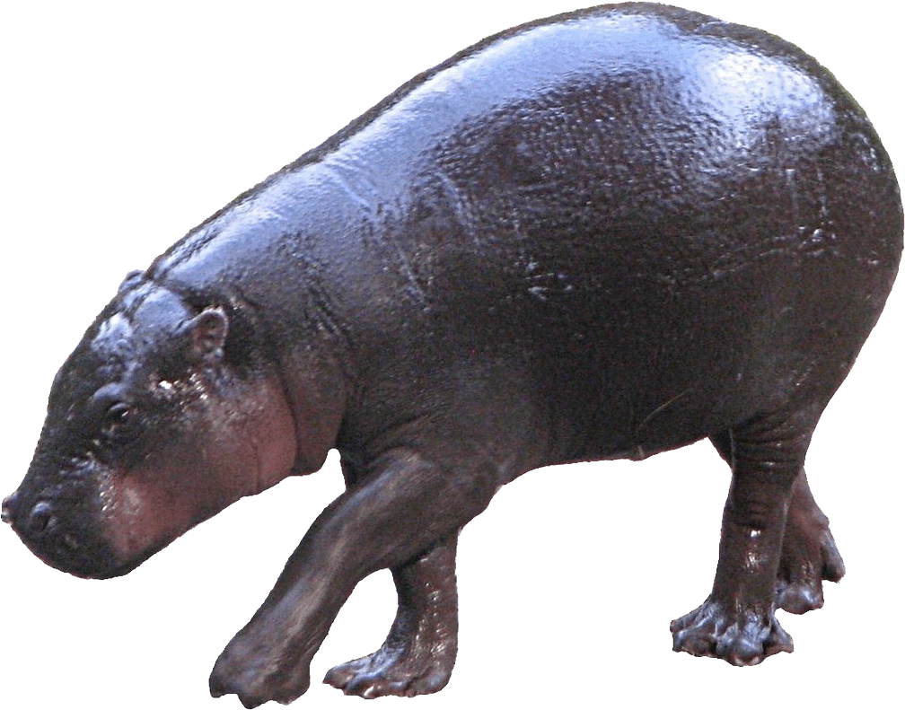 Hippopotamuson Land.png PNG image