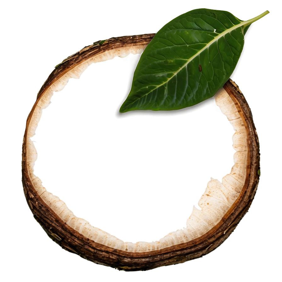 Hole In Leaf Png 25 PNG image