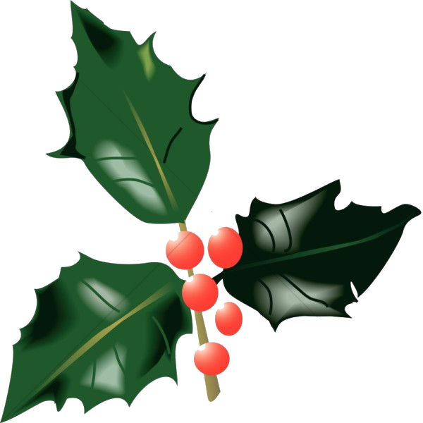 Holly Berries Illustration PNG image