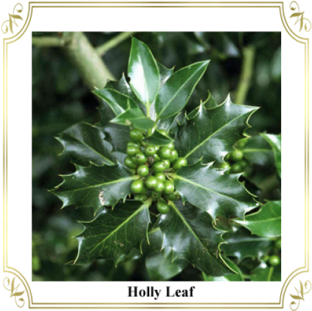 Holly Leaves Green Berries Frame PNG image