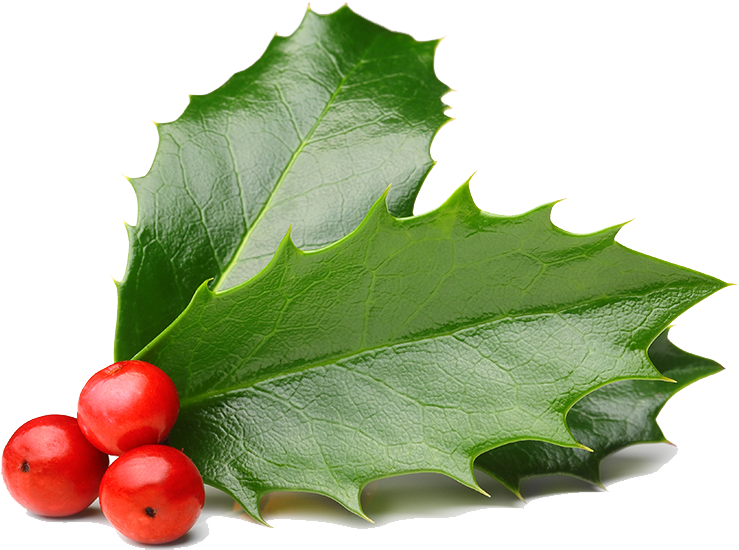 Holly Leavesand Berries PNG image