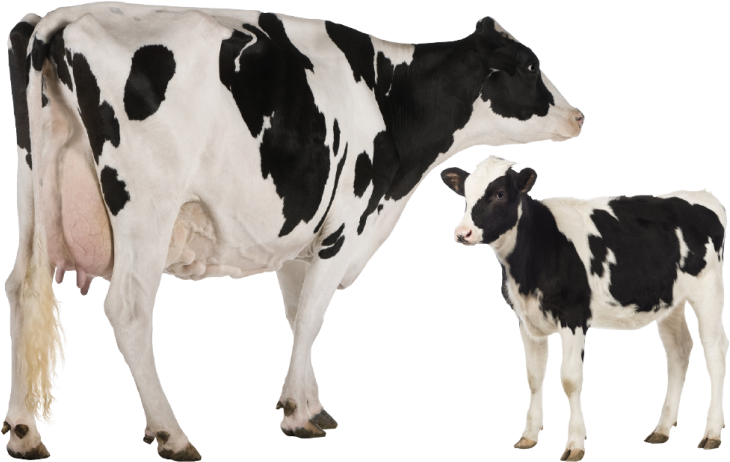 Holstein Cowand Calf PNG image