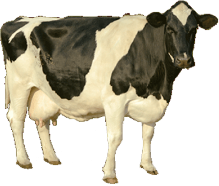 Holstein Friesian Dairy Cow Standing PNG image