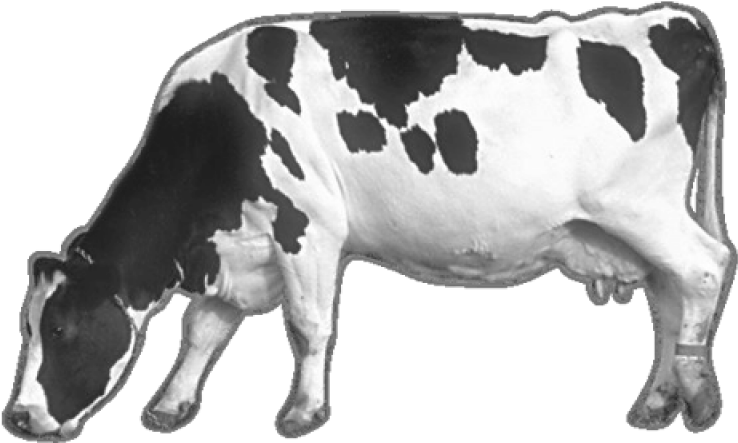 Holstein Friesian Dairy Cow PNG image