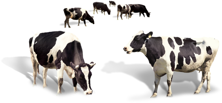 Holstein Friesian Dairy Cows PNG image