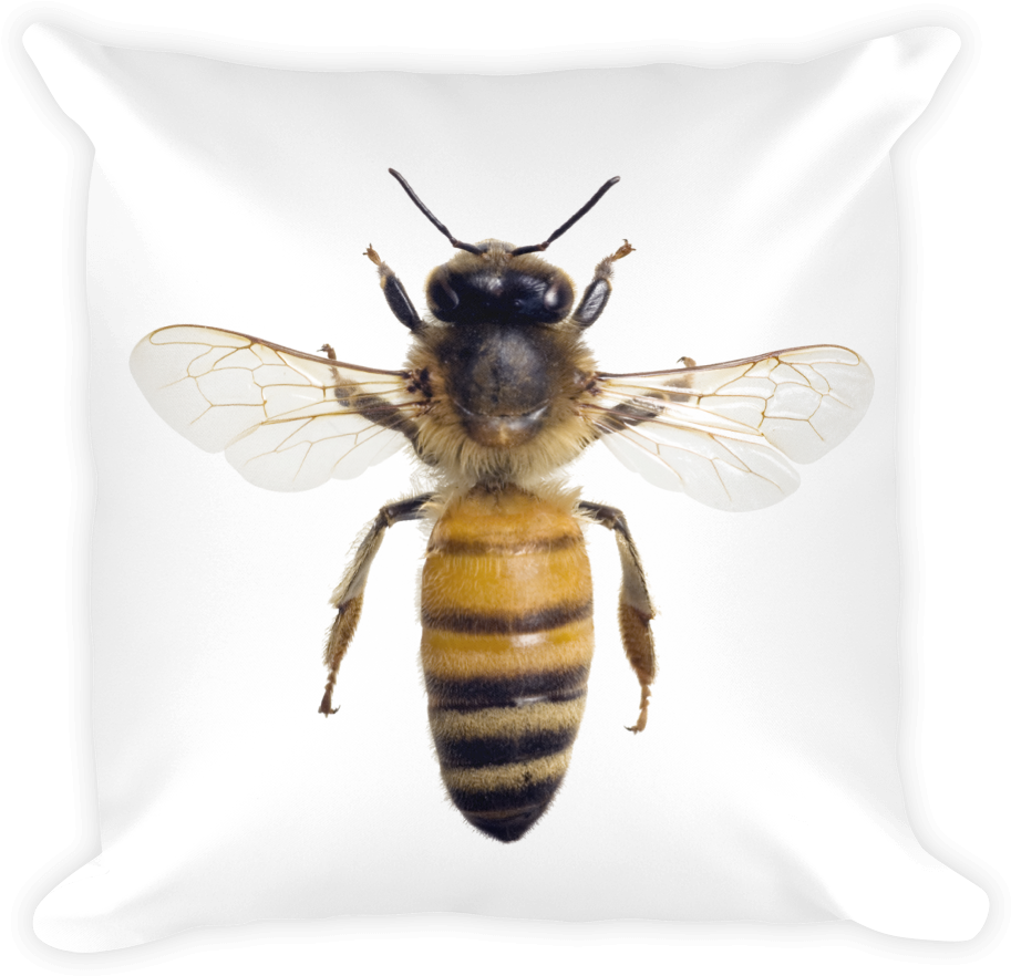 Honey Bee Close Up PNG image