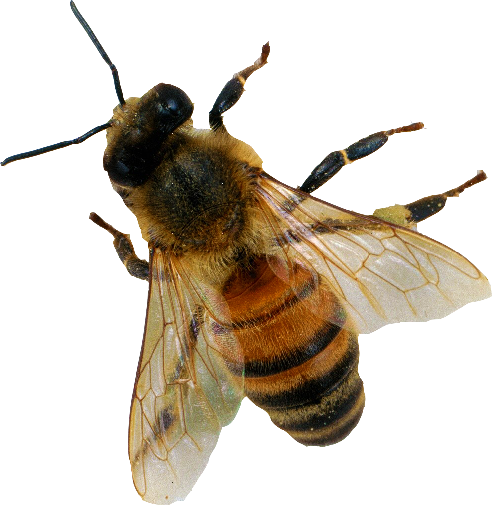Honey Bee In Flight.png PNG image