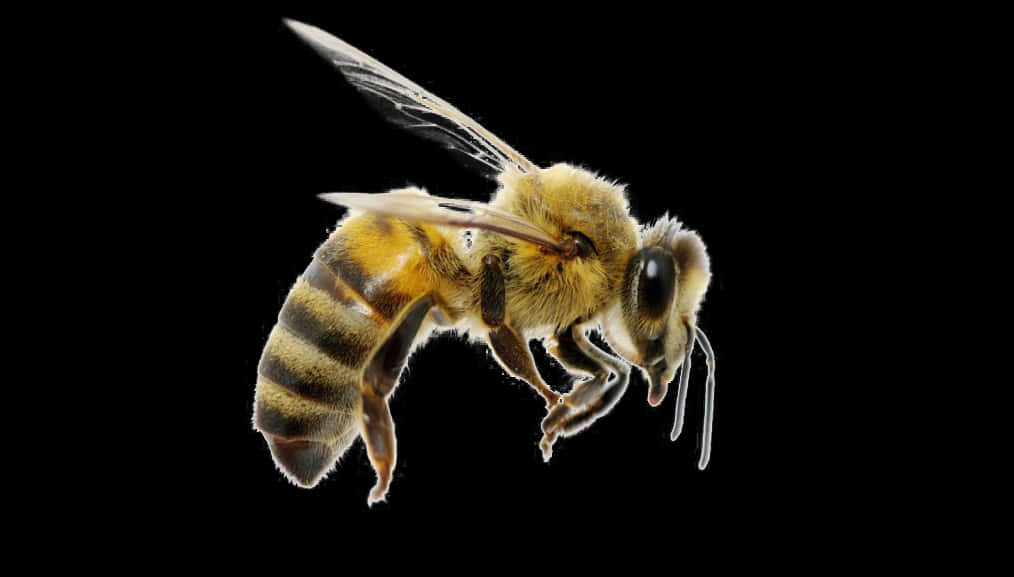 Honeybee In Flight Black Background PNG image