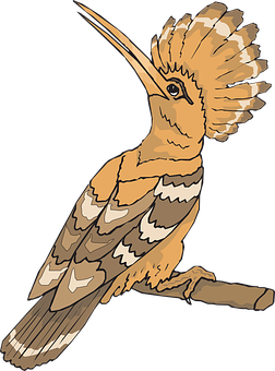 Hoopoe Bird Illustration PNG image